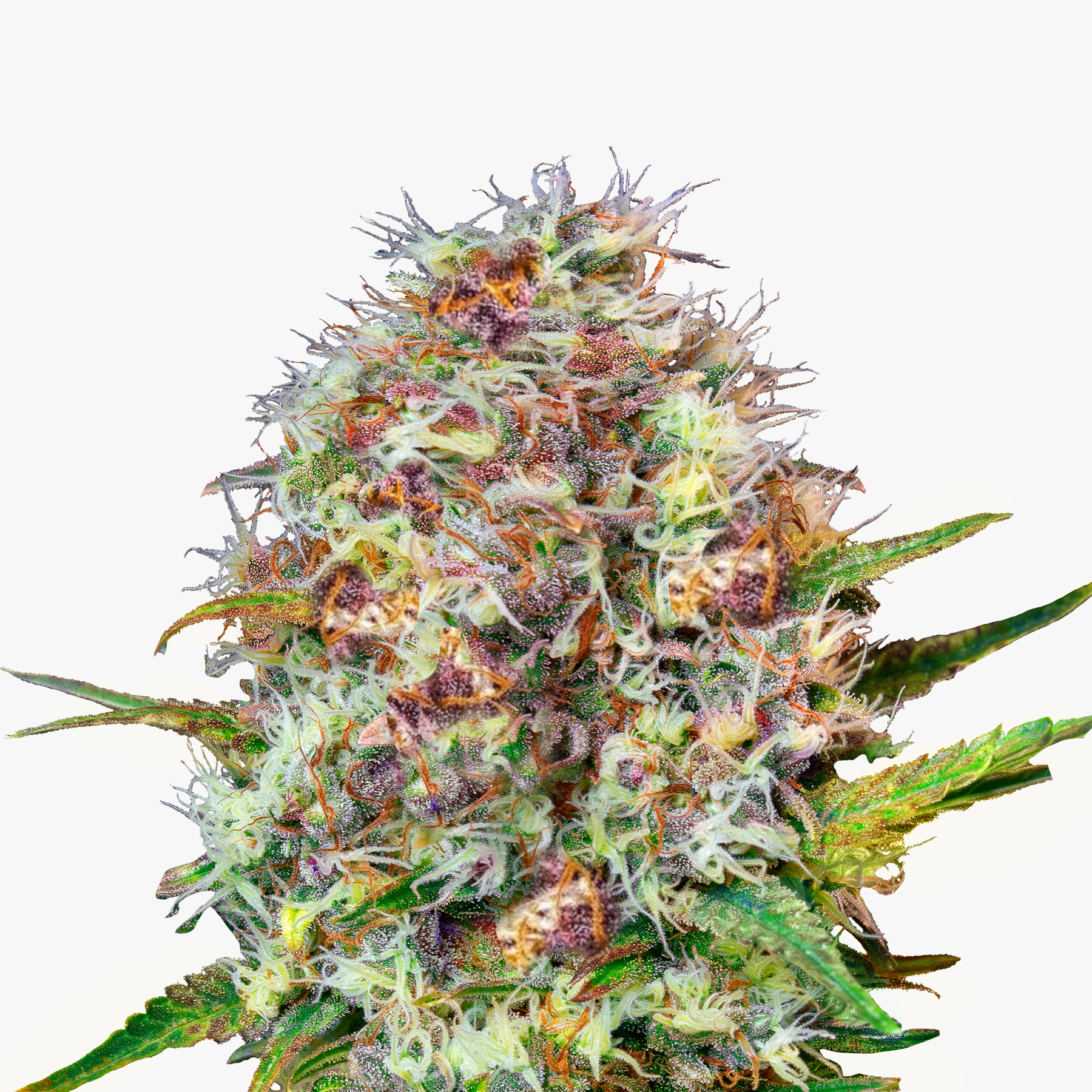 Close-up of a cannabis plant with purple, orange and white inflorescences against a white background
