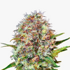 Close-up of a cannabis plant with purple, orange and white inflorescences against a white background
