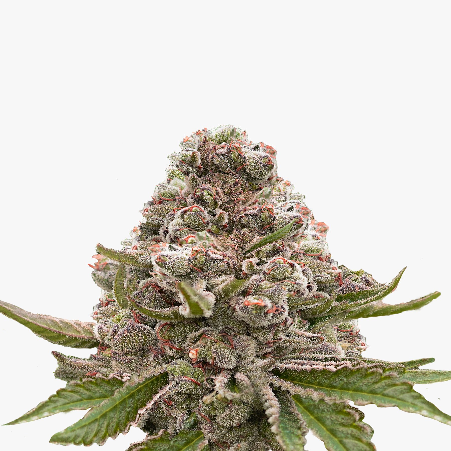 Photo of a cannabis bud showing frosty trichomes, vibrant orange pistils, and dark purple undertones against a white background
