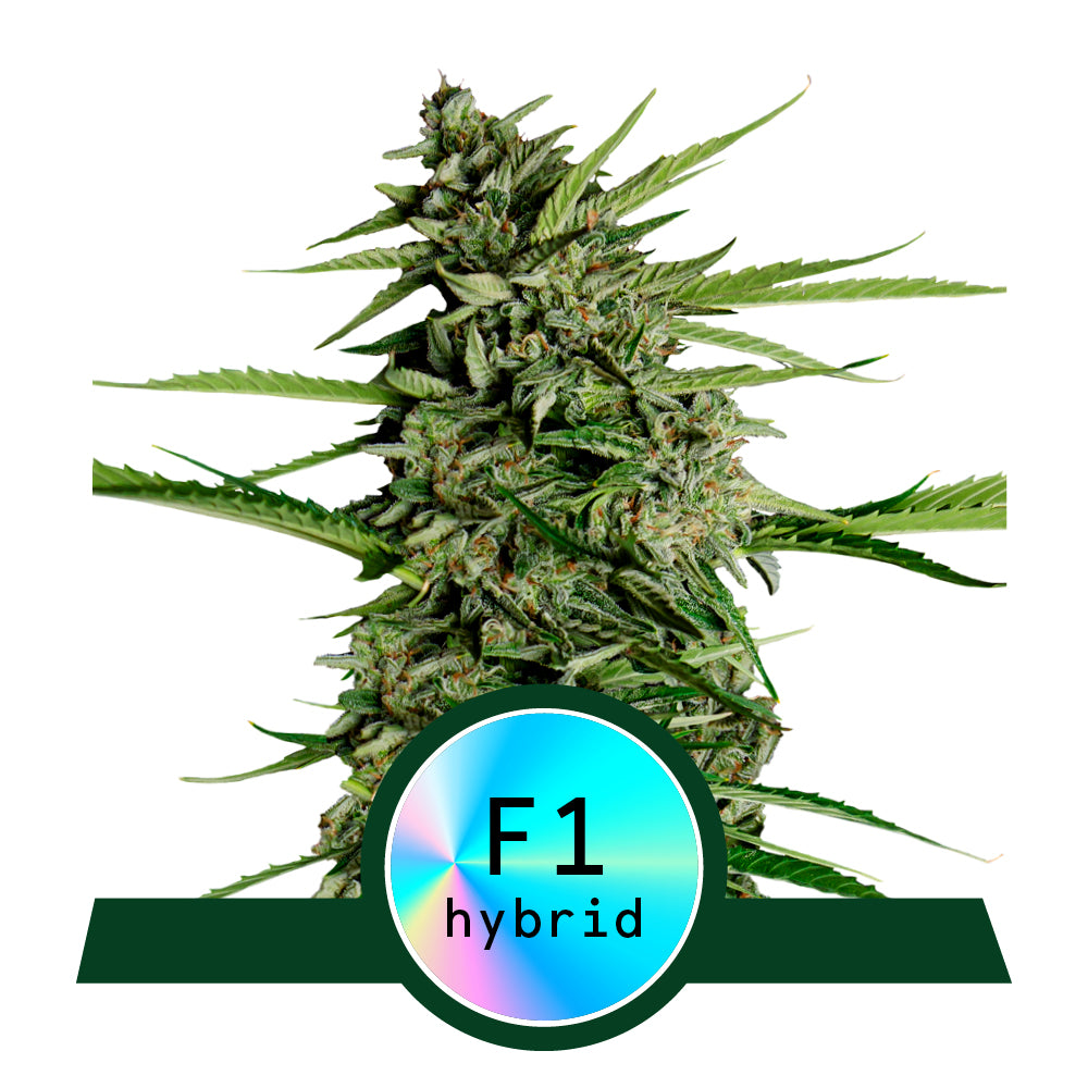 Photograph of an F1 hybrid cannabis plant with bright green leaves, dense inflorescences and a holographic F1 hybrid label on a white background
