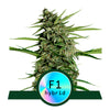 Photograph of an F1 hybrid cannabis plant with bright green leaves, dense inflorescences and a holographic F1 hybrid label on a white background
