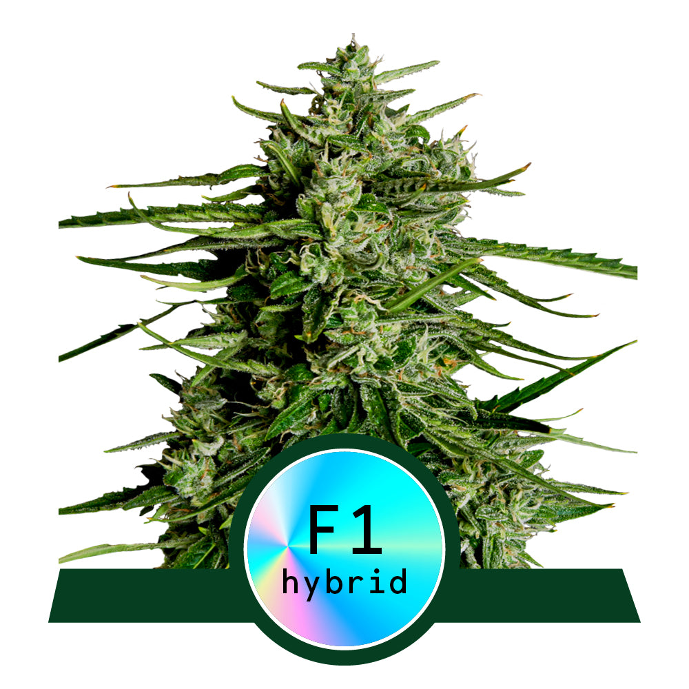 Studio shot of an F1 hybrid cannabis plant with bright green leaves, eye-catching resin glands and a holographic F1 hybrid label
