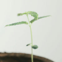 Semen female