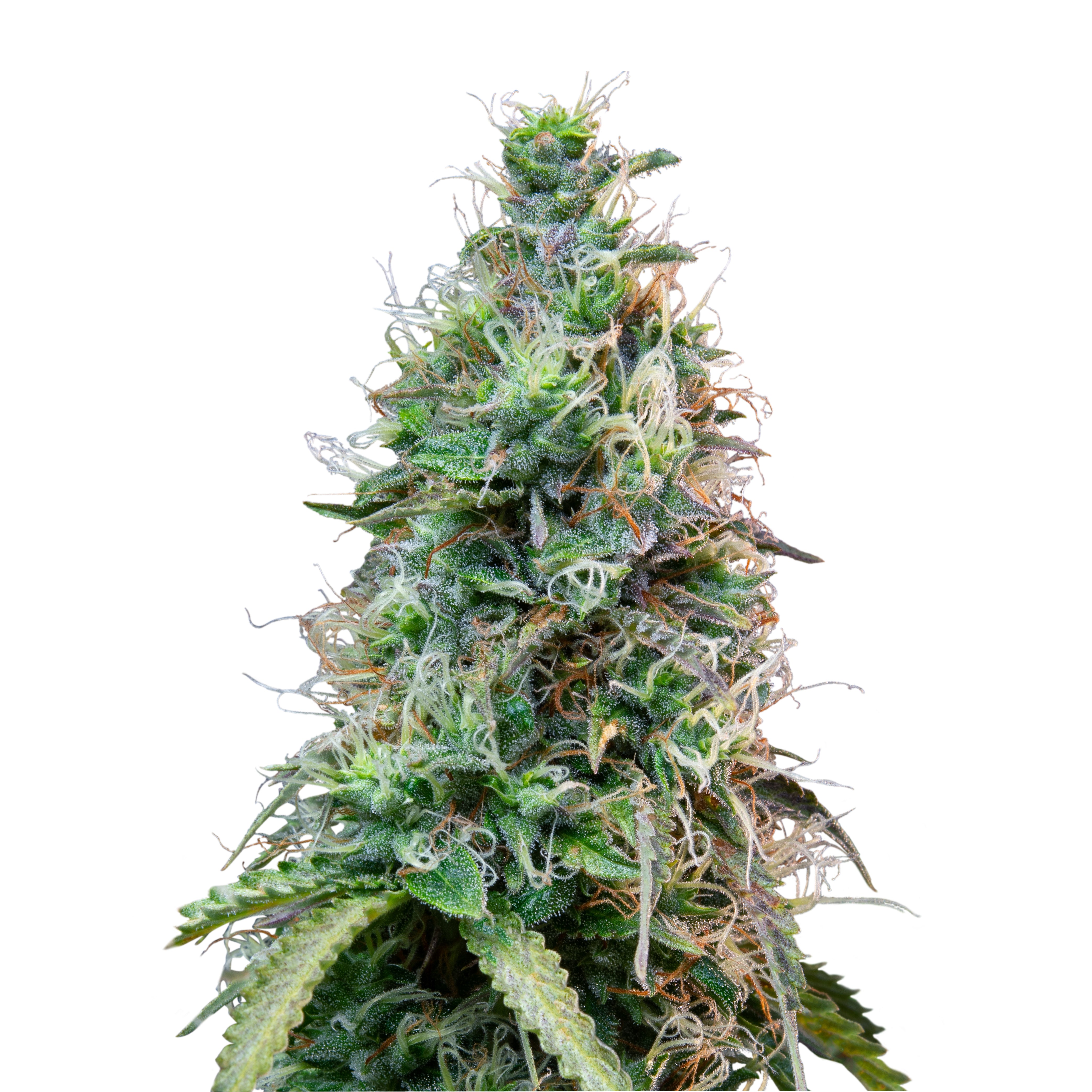 Close-up of a cannabis plant with striking green and orange inflorescences and glittering trichomes on a white background
