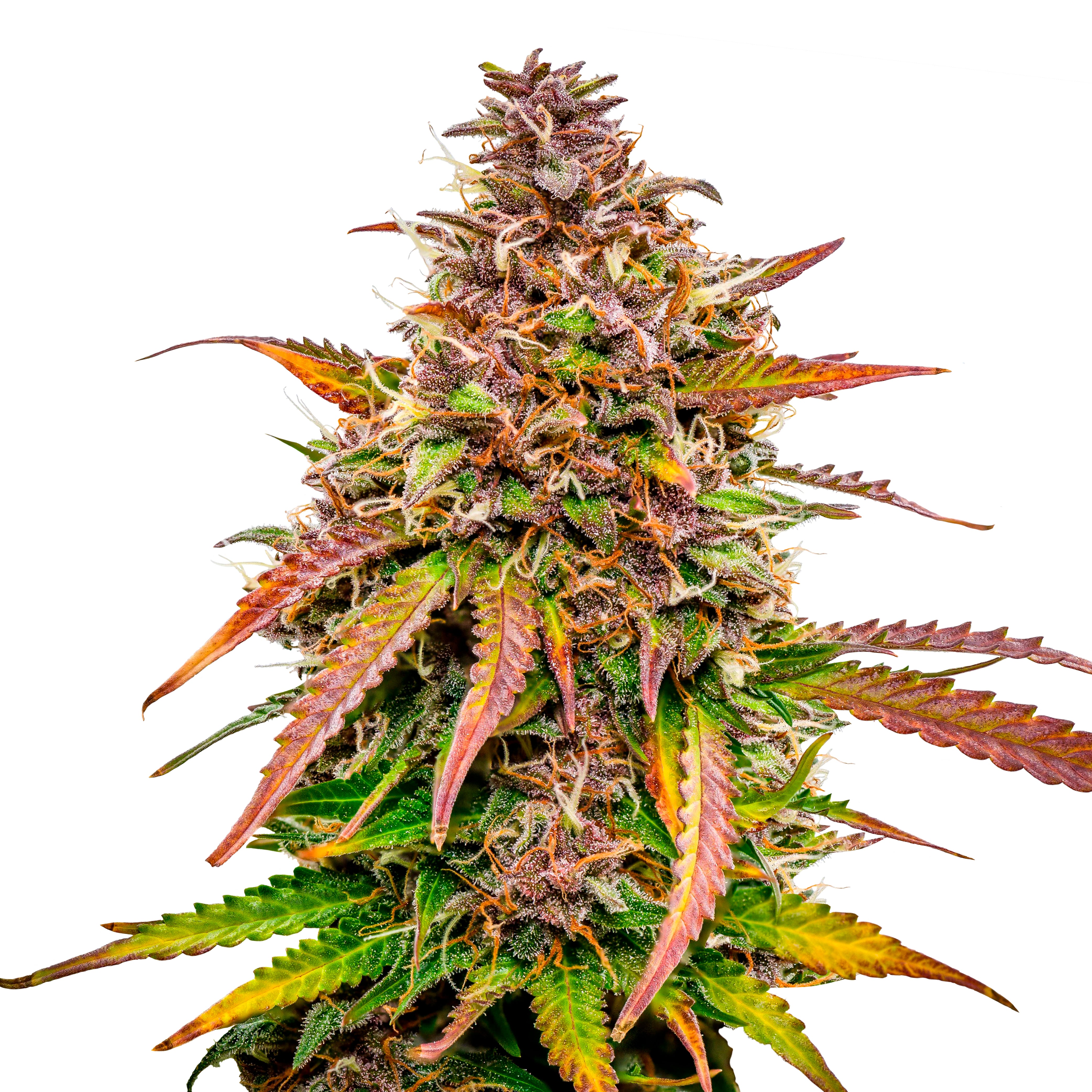 Close-up of a cannabis plant with purple, orange and green leaves and inflorescences covered with trichomes
