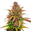 Close-up of a cannabis plant with purple, orange and green leaves and inflorescences covered with trichomes
