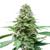 Photograph of a cannabis plant with densely packed, resin-covered inflorescences, bright green leaves and orange hairs shows a close-up of the main inflorescence
