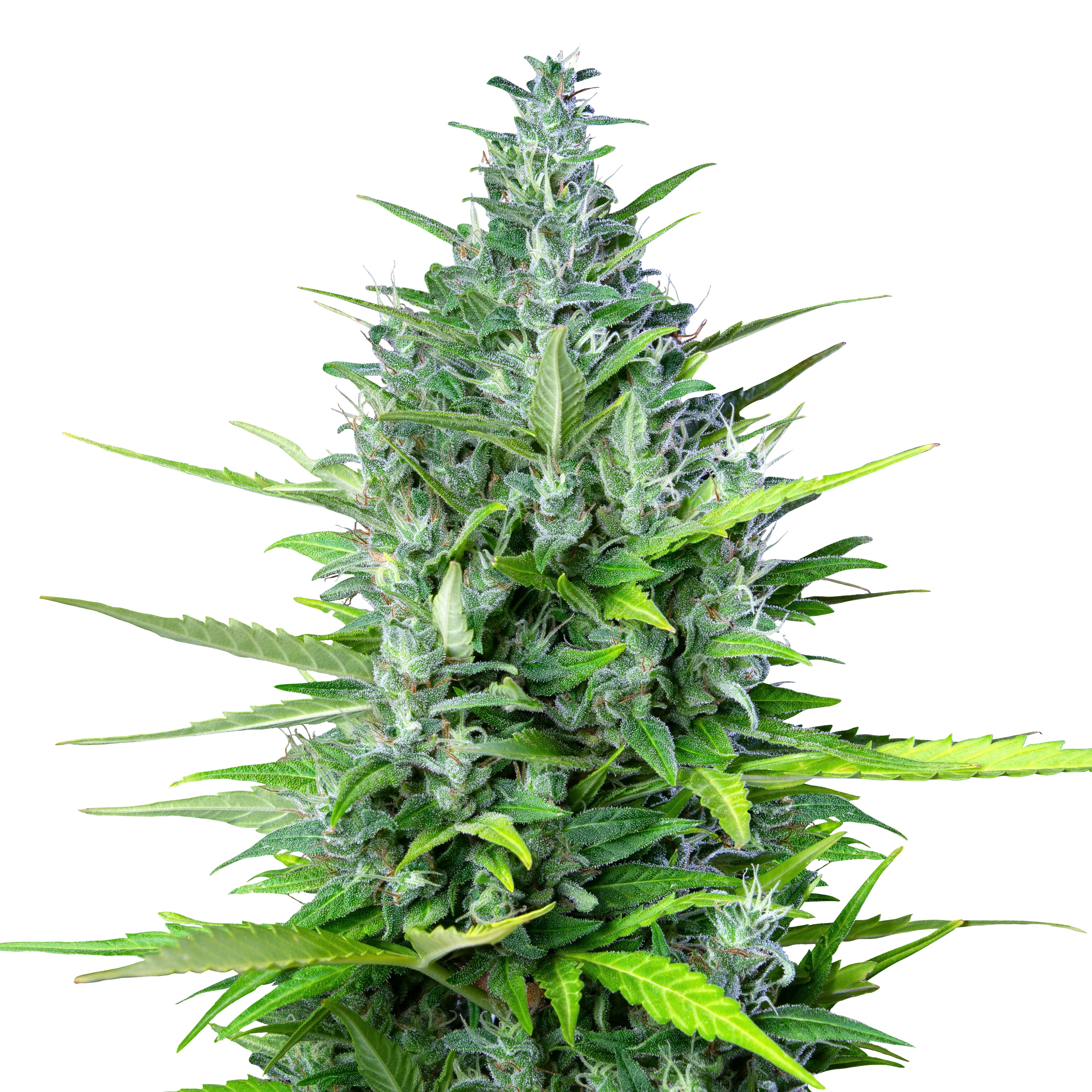 Close-up of a cannabis plant with bright green leaves, dense inflorescences and a delicate, crystalline coating
