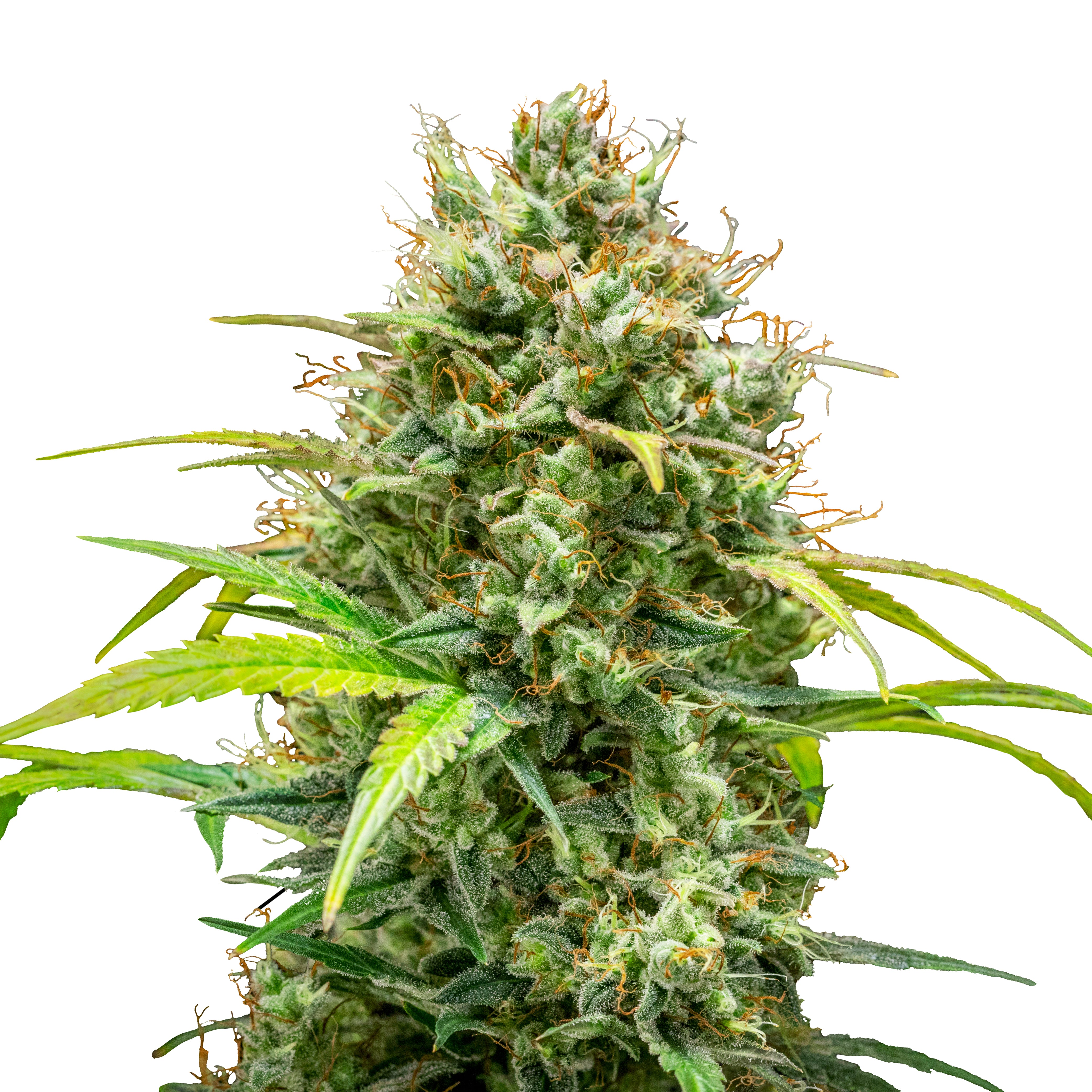 Photograph of a cannabis plant with densely packed, light green inflorescences, orange hairs and glistening trichomes on a white background
