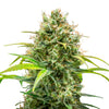 Photograph of a cannabis plant with densely packed, light green inflorescences, orange hairs and glistening trichomes on a white background
