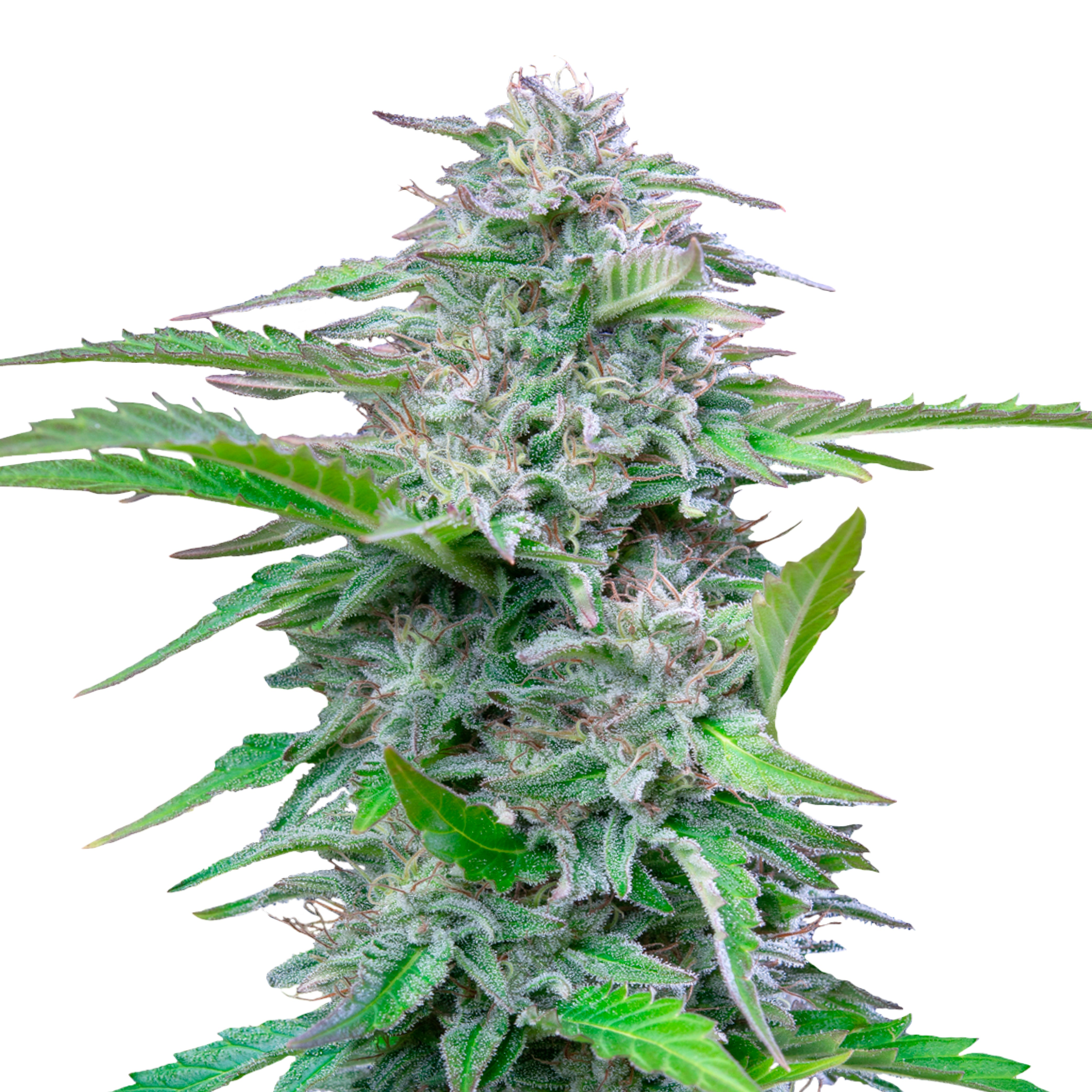 Photo of a cannabis plant showcasing its vibrant green leaves, frosty trichomes, and hints of purple hues against a white background
