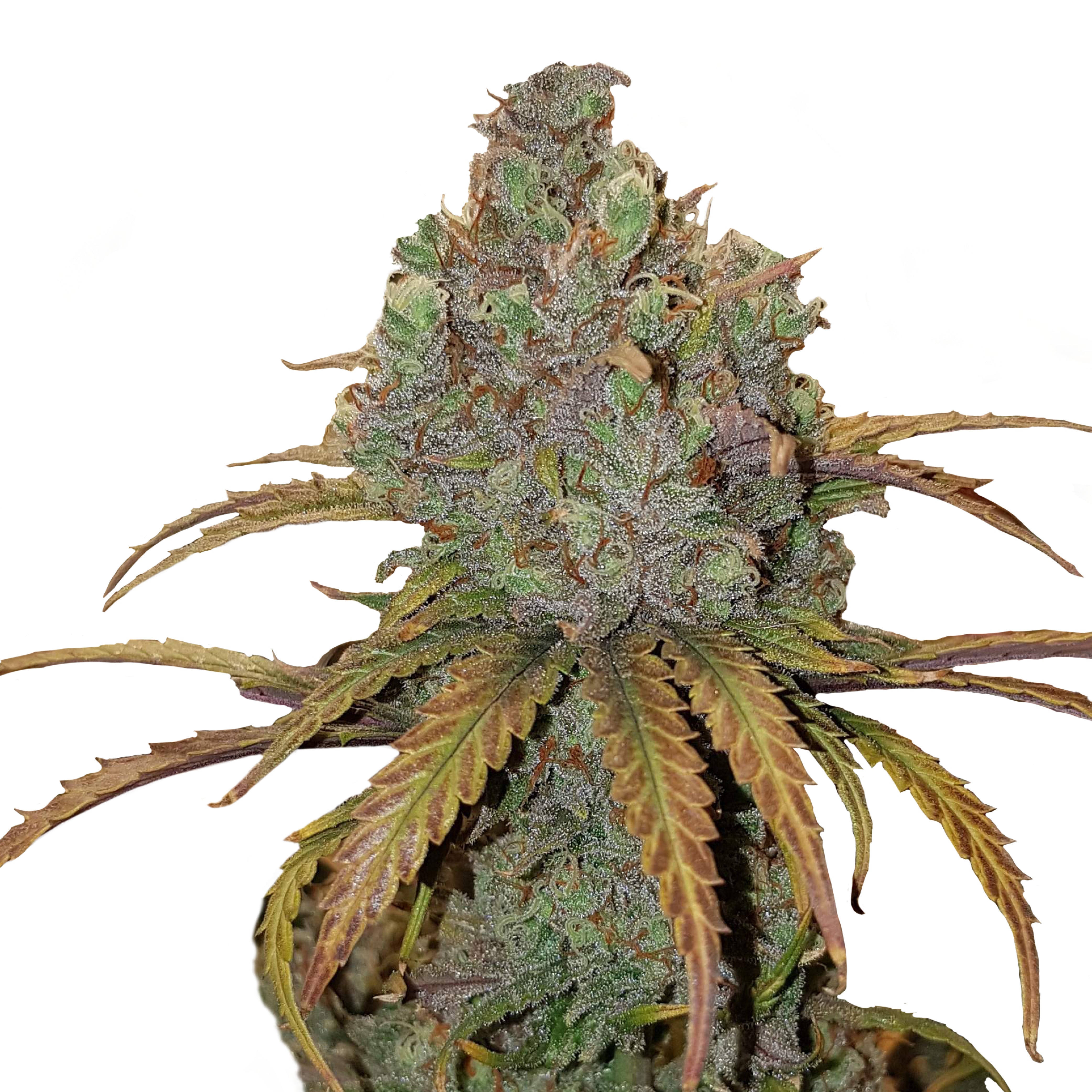 Close-up of a marijuana flower with green-purple inflorescences, striking orange-brown leaves and glistening trichomes
