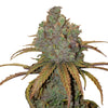 Close-up of a marijuana flower with green-purple inflorescences, striking orange-brown leaves and glistening trichomes
