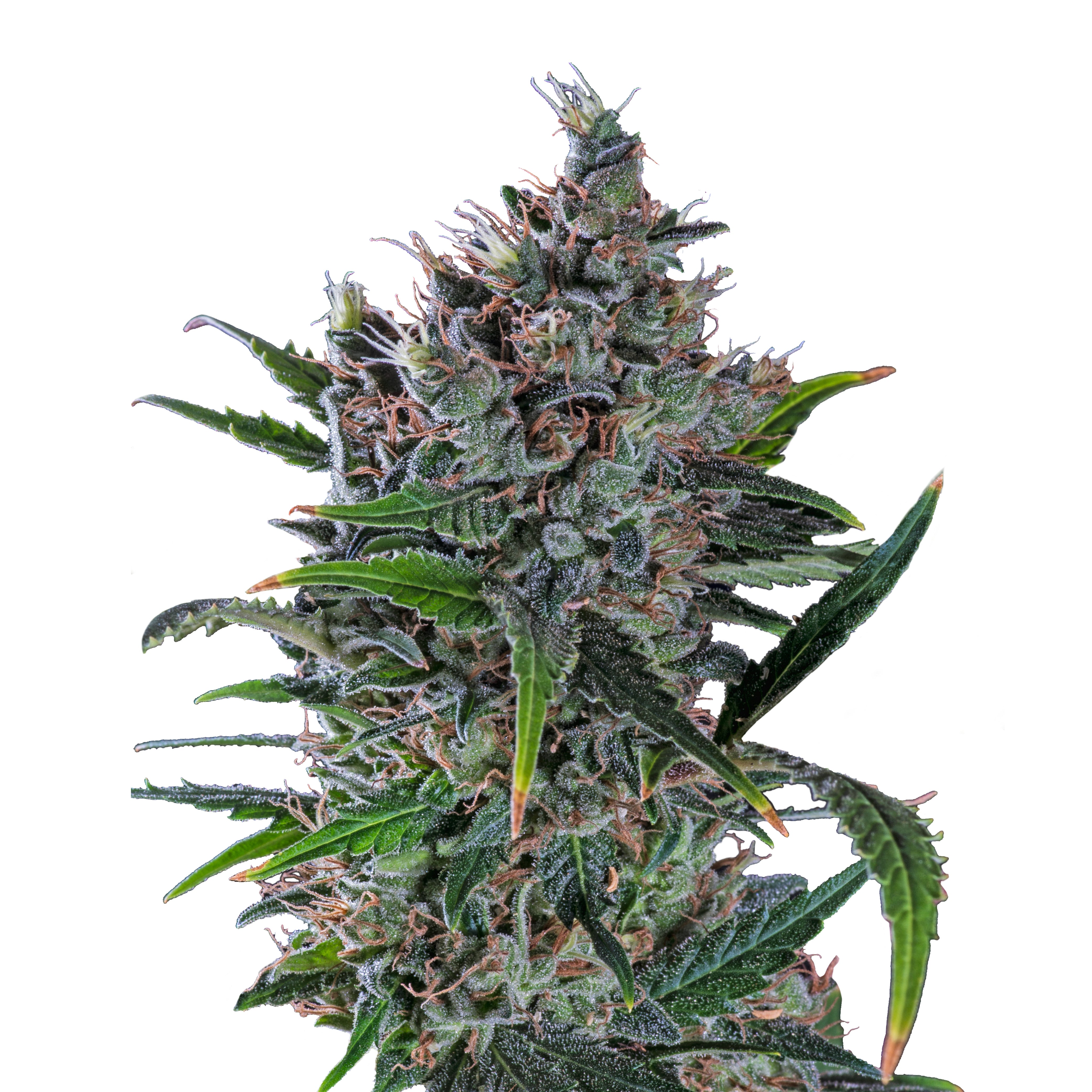 Photograph of a cannabis plant with densely packed inflorescences, bright green leaves and orange hairs shows detailed structures and textures
