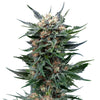 Close-up of a cannabis plant with densely growing, green-brown inflorescences and eye-catching, glittering trichomes, shown on a white background
