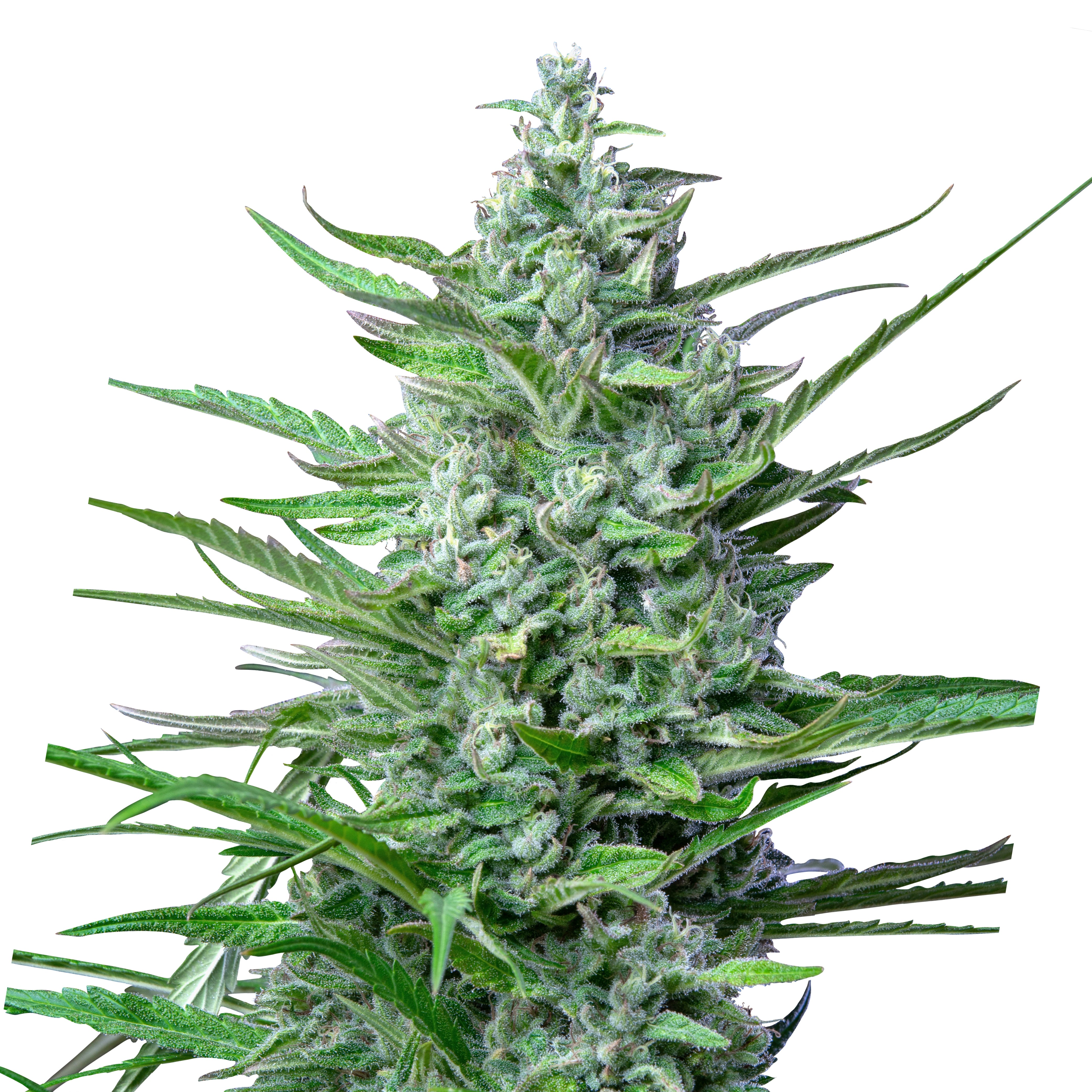 Close-up of a cannabis plant with bright green leaves, silvery trichomes and purple accents against a white background
