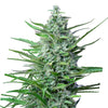 Close-up of a cannabis plant with bright green leaves, silvery trichomes and purple accents against a white background
