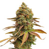Photo of a cannabis sativa plant showcasing vibrant green and orange leaves and buds covered in trichomes on a white background
