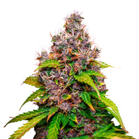 Fast Flower