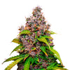 Photographic print of a cannabis sativa plant exhibiting vibrant green and purple hues with orange pistils and glistening trichomes
