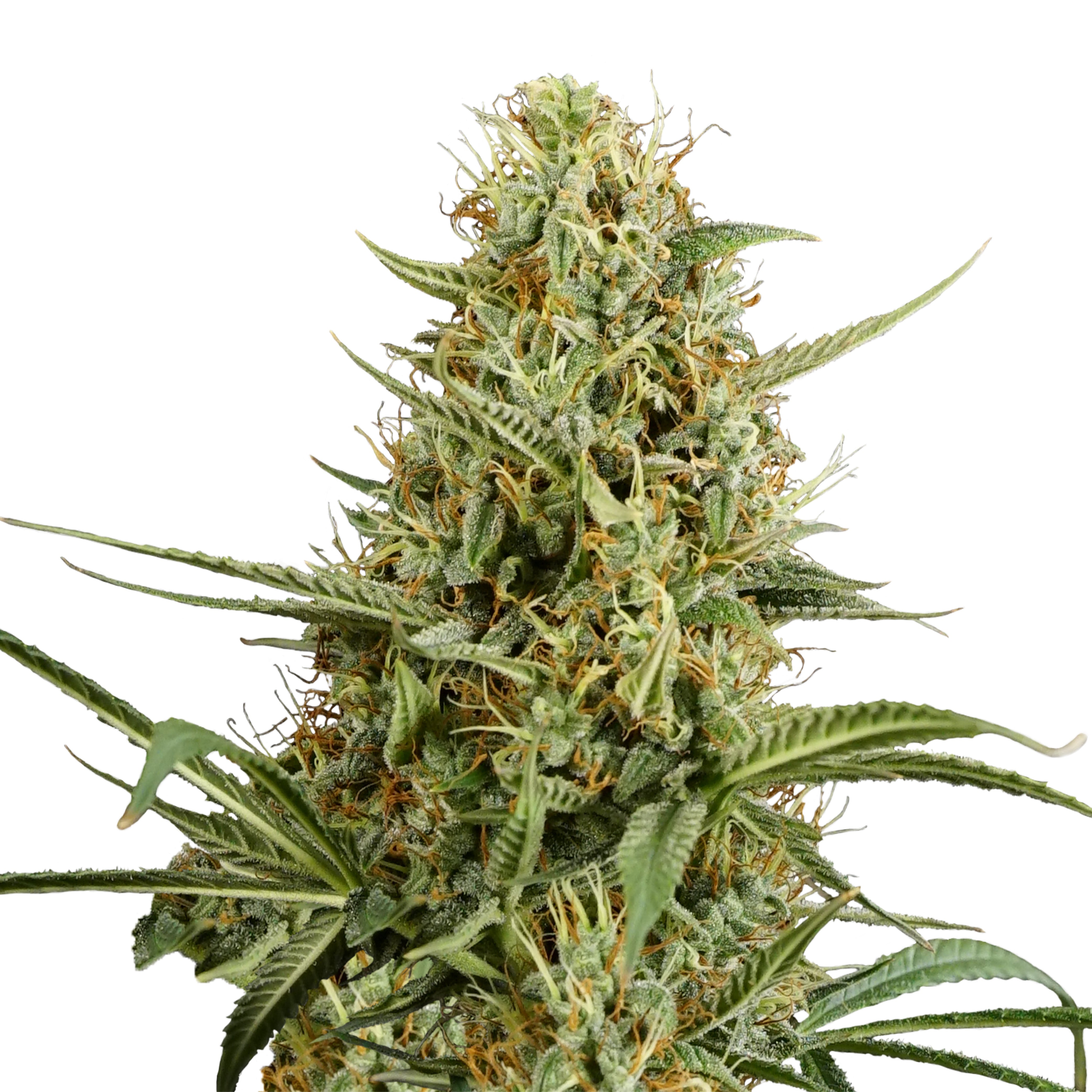 Close-up of a cannabis plant with green and orange inflorescences and finely hairy leaves on a white background
