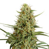 Close-up of a cannabis plant with green and orange inflorescences and finely hairy leaves on a white background
