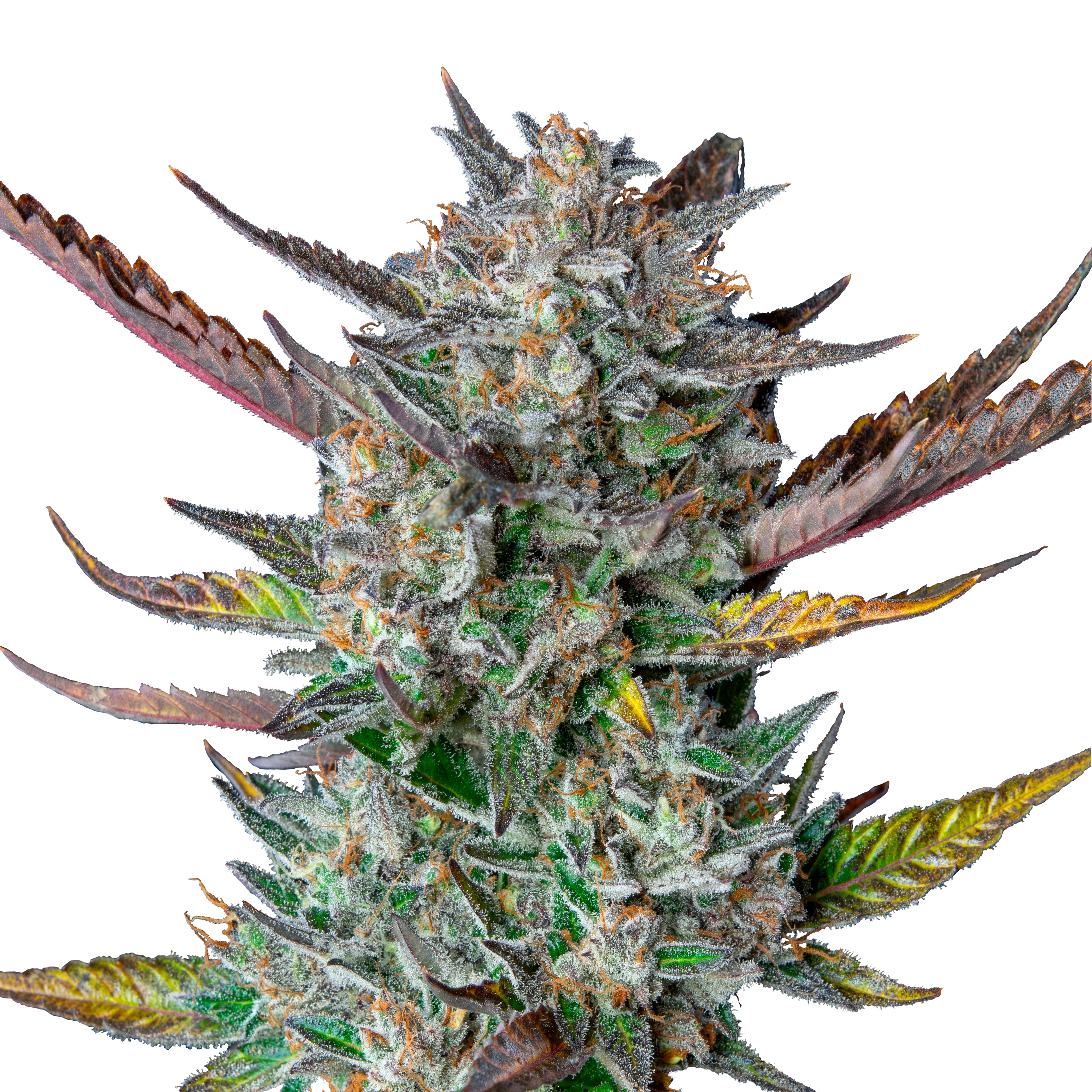 Close-up of a cannabis plant with purple, green and golden leaves and a thick layer of crystals on a white background