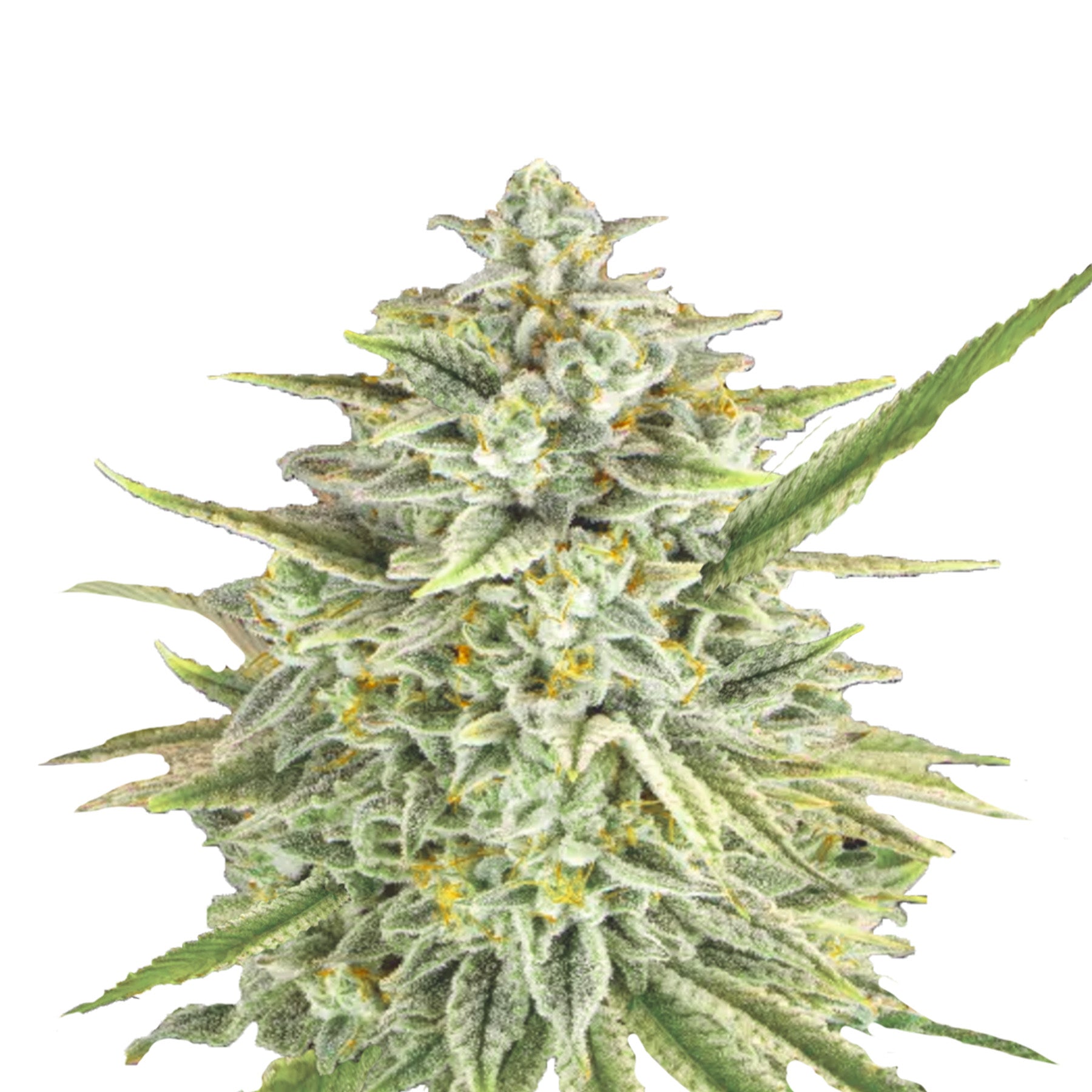 Close-up photograph of a cannabis plant showcasing frosty trichomes, vibrant orange pistils, and uniquely shaped leaves against a white background
