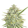 Close-up photograph of a cannabis plant showcasing frosty trichomes, vibrant orange pistils, and uniquely shaped leaves against a white background
