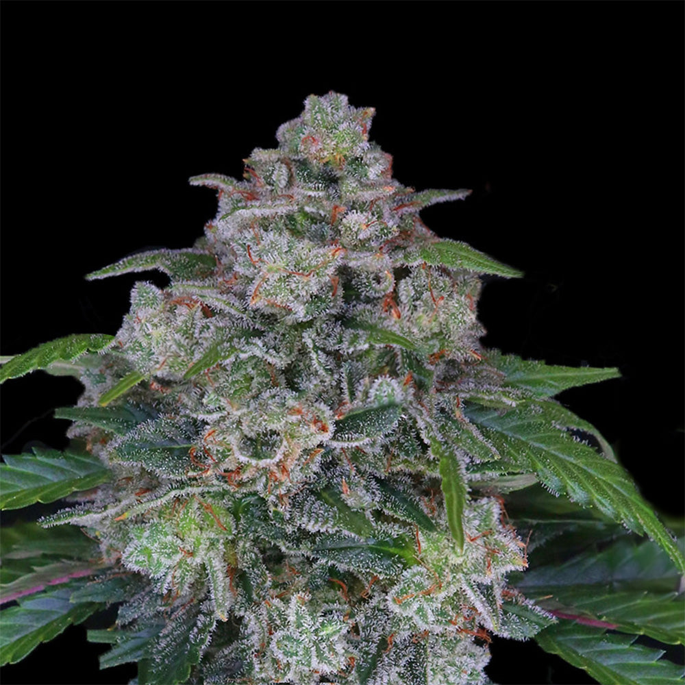 Close-up of a cannabis plant with silvery trichomes, orange flowers and dark green leaves against a black background
