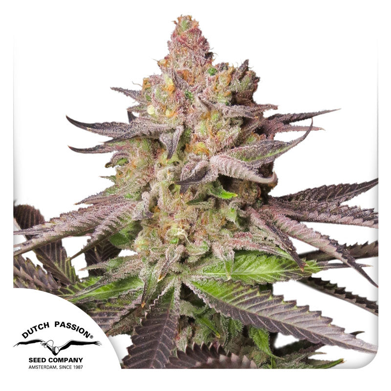 Dutch Passion Seed Company cannabis strain showcasing vibrant purple hues, orange pistils, and frosty trichomes against a white background

