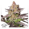Dutch Passion Seed Company cannabis strain showcasing vibrant purple hues, orange pistils, and frosty trichomes against a white background
