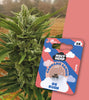 US Genetics photography: Close-up of a flowering OG Kush cannabis plant with three seeds in a package with pink and blue clouds and the words Holy Hemp
