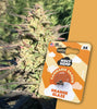 Photograph by US Genetics: Sacred Hemp Orange Glaze cannabis seeds, showing a close-up of a flowering hemp plant with orange and purple hues and three seeds in a package