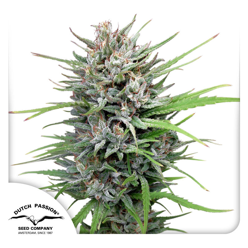 Photograph of Dutch Passion, marijuana plant with green and white flowers and red hair against a white background