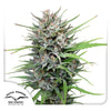 Photograph of Dutch Passion, marijuana plant with green and white flowers and red hair against a white background