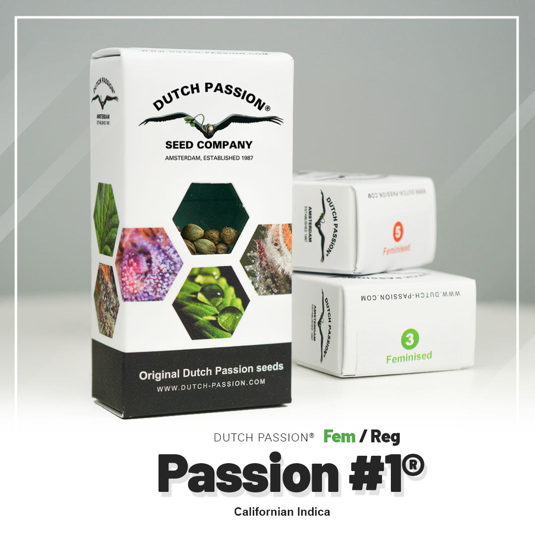 Product photo by Dutch Passion: Passion #1 seed packet, Californian Indica, with images of cannabis flowers and seeds in bright shades of green, purple and orange, Amsterdam
