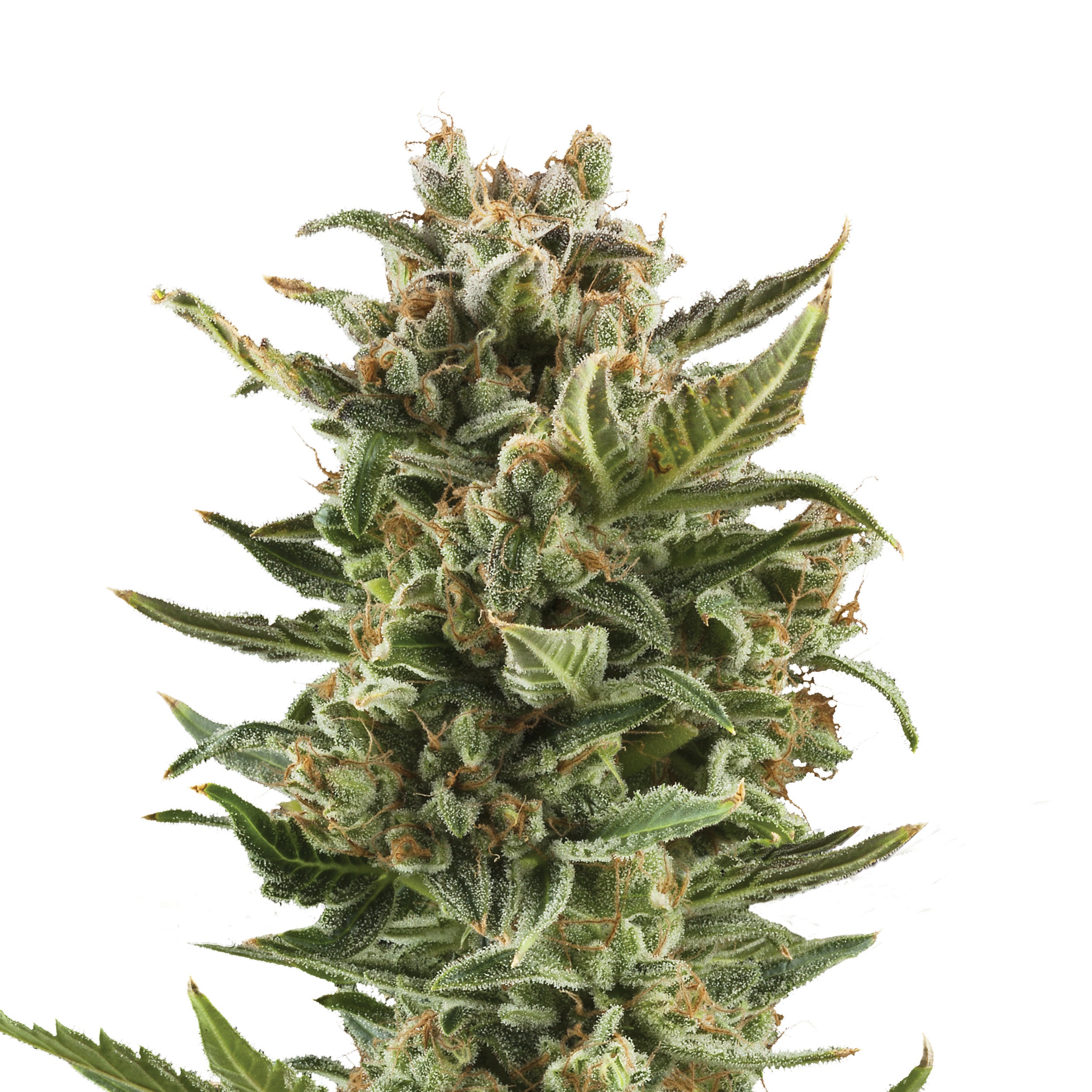 Photograph of a cannabis plant with densely packed, crystalline inflorescences, bright green leaves and fine orange hairs against a white background
