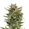 Photograph of a cannabis plant with densely packed, crystalline inflorescences, bright green leaves and fine orange hairs against a white background
