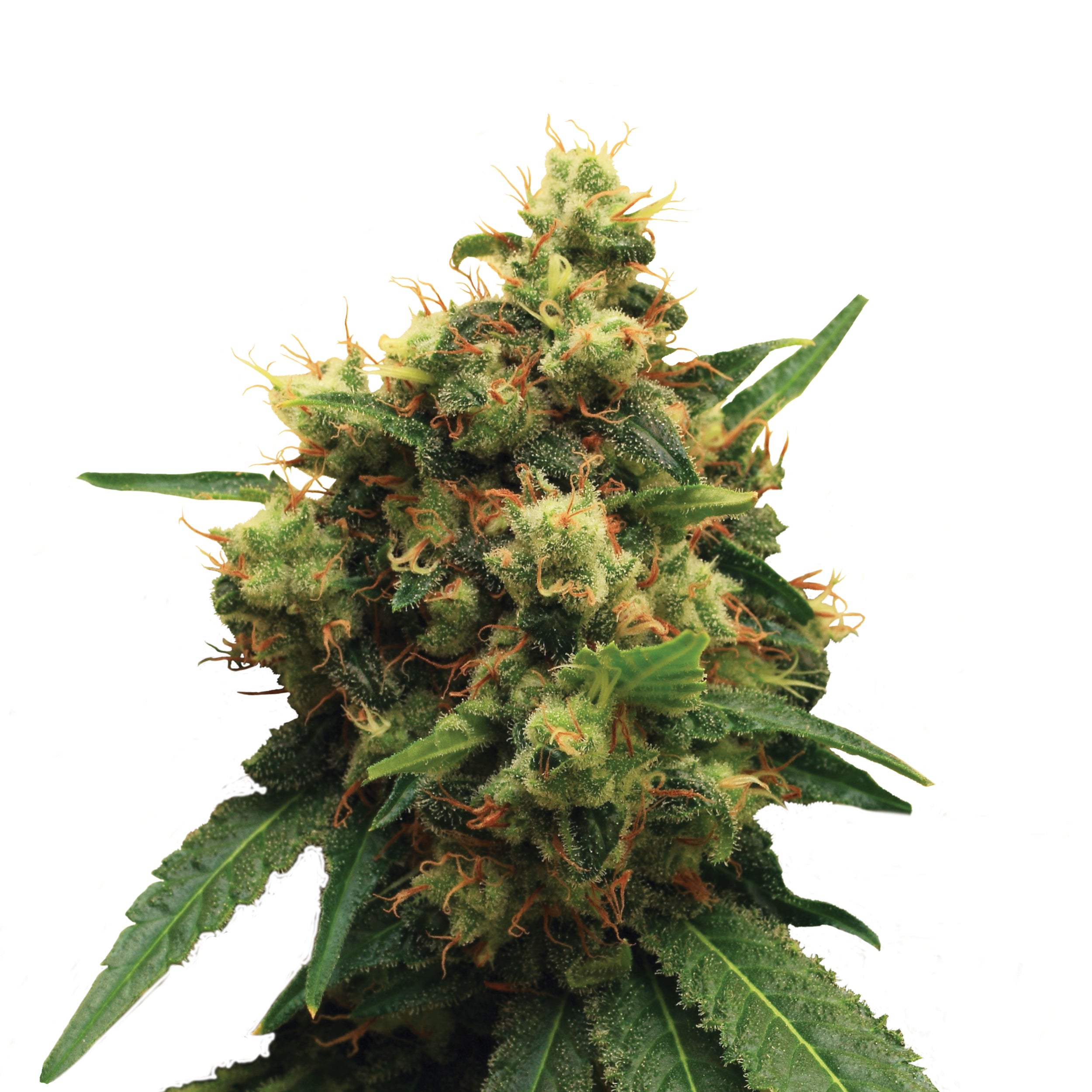 Close-up of a cannabis plant with dense inflorescences, orange hairs and glistening trichomes on the leaves against a white background
