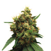Close-up of a cannabis plant with dense inflorescences, orange hairs and glistening trichomes on the leaves against a white background
