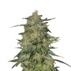 Close-up of a cannabis plant with green and white inflorescences, orange hairs and glittering resin on a white background
