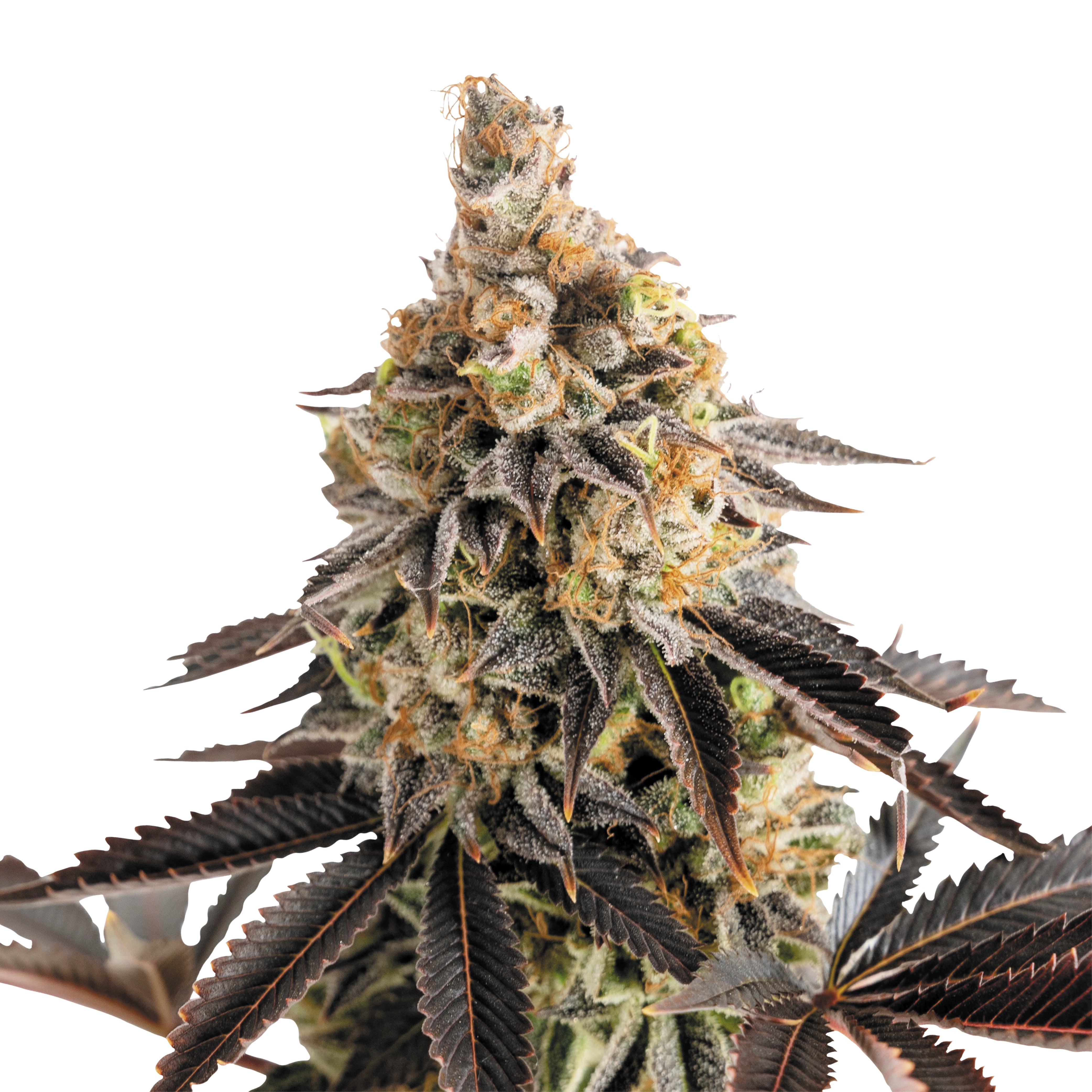 Close-up of a cannabis plant with dark red leaves, orange and green inflorescences and a thick layer of trichomes.
