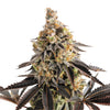 Close-up of a cannabis plant with dark red leaves, orange and green inflorescences and a thick layer of trichomes.
