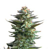 Photographic close-up of a cannabis sativa plant showing frosty trichomes, vibrant green leaves with hints of purple, and orange pistils against a white background
