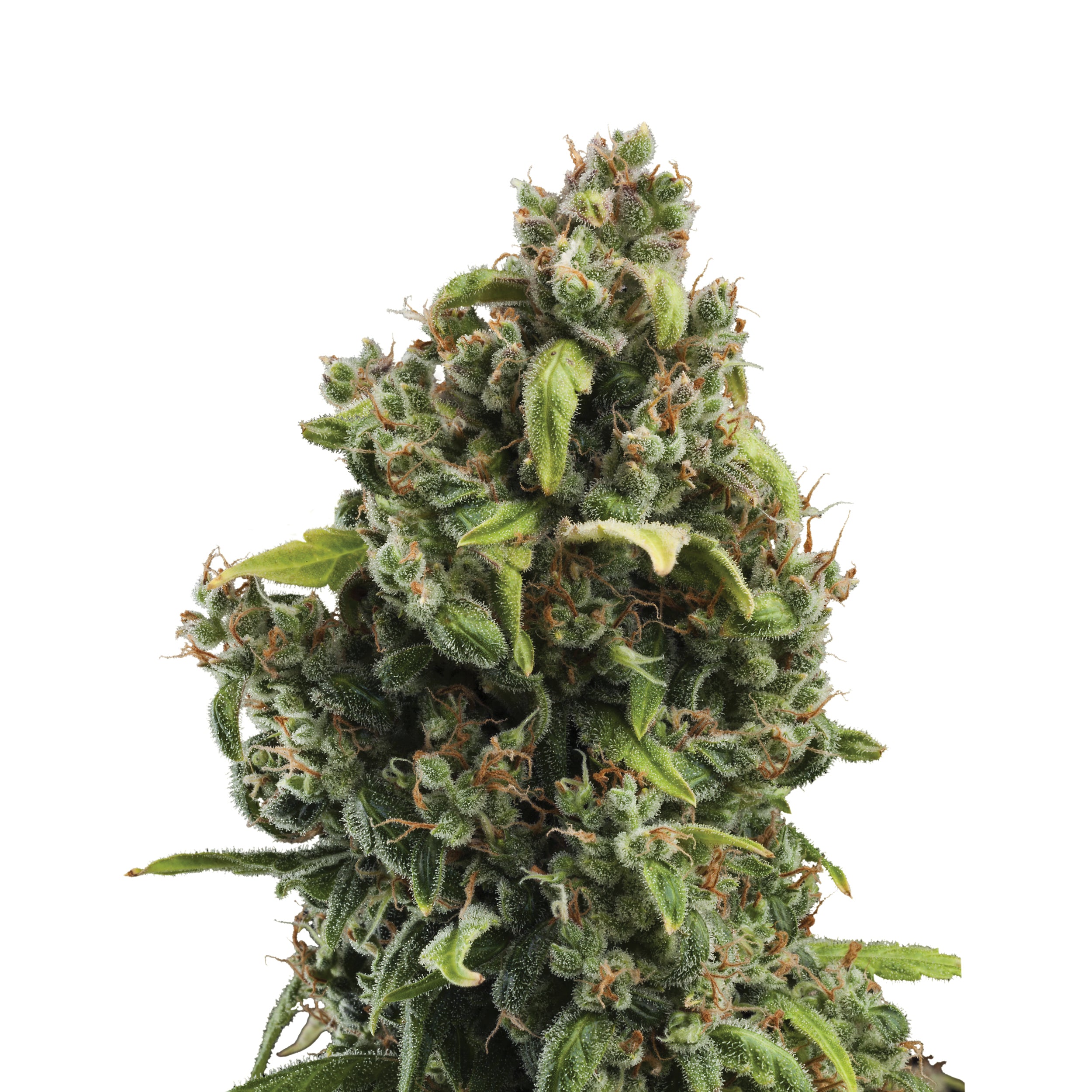 Close-up of a cannabis plant with green-brown inflorescences and sticky trichomes photographed against a white background
