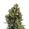 Close-up of a cannabis plant with green-brown inflorescences and sticky trichomes photographed against a white background
