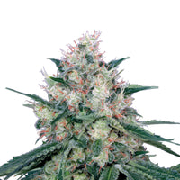 Auto Flower