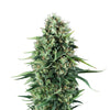 Photograph of a cannabis plant with a dense, green-brown inflorescence, striking light green leaves and individual reddish accents against a white background

