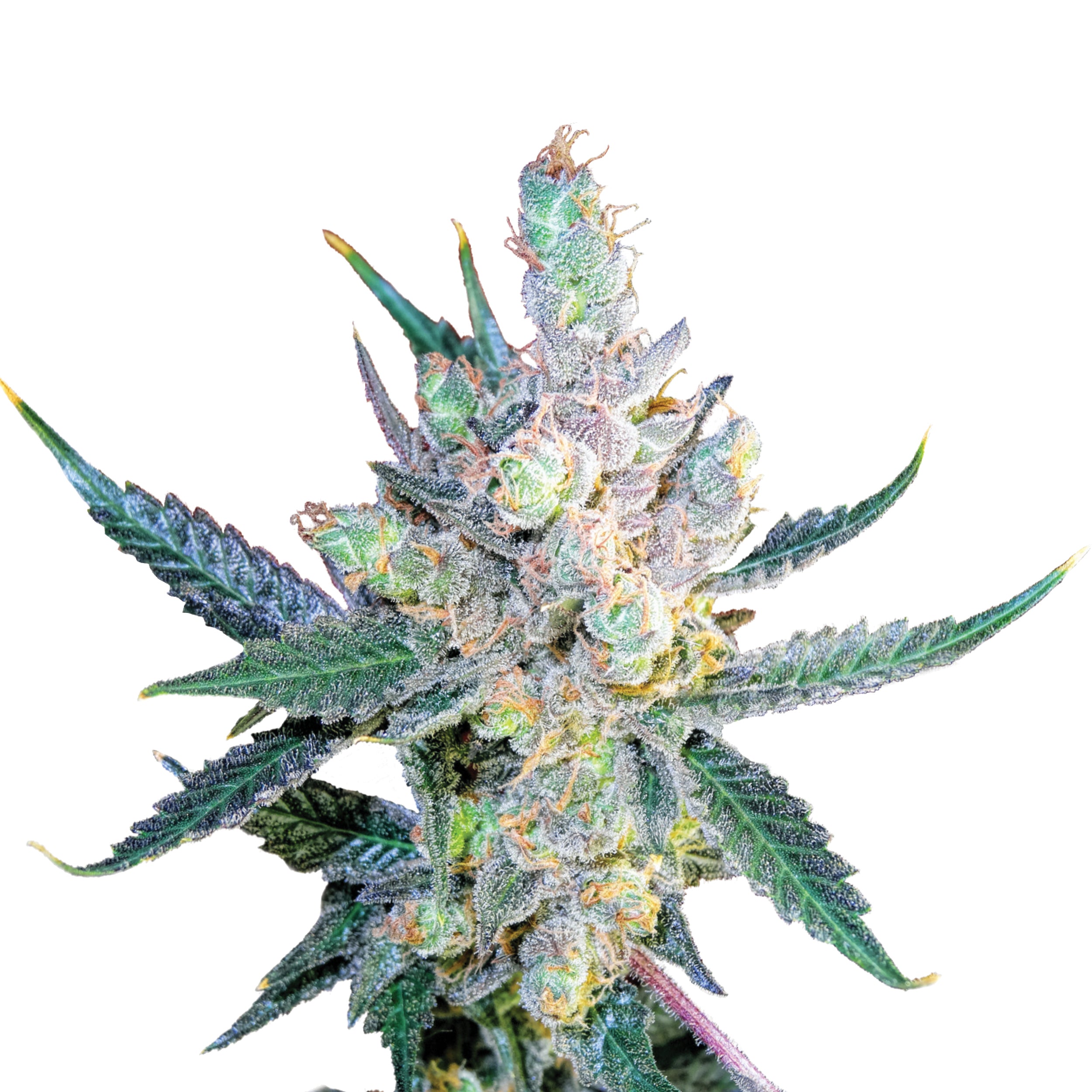 Close-up of a cannabis flower with crystalline trichomes, green leaves and purple accents on a white background
